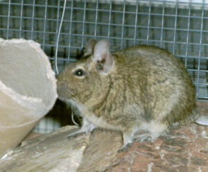 Degu3