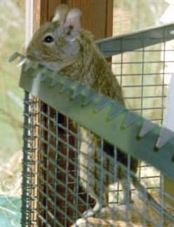 degu6