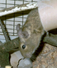 Degu2